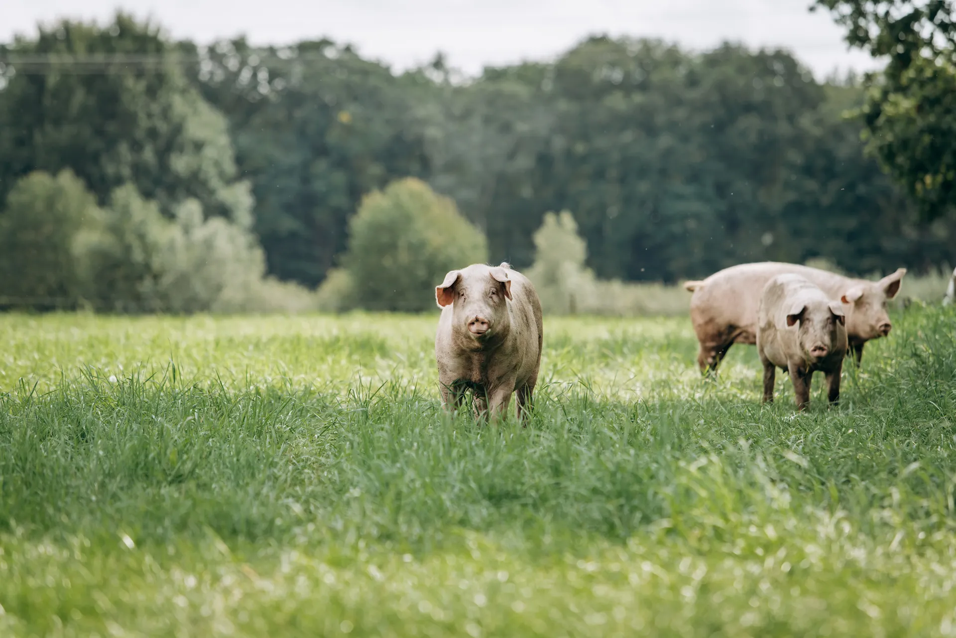 Schweine auf dem Hof