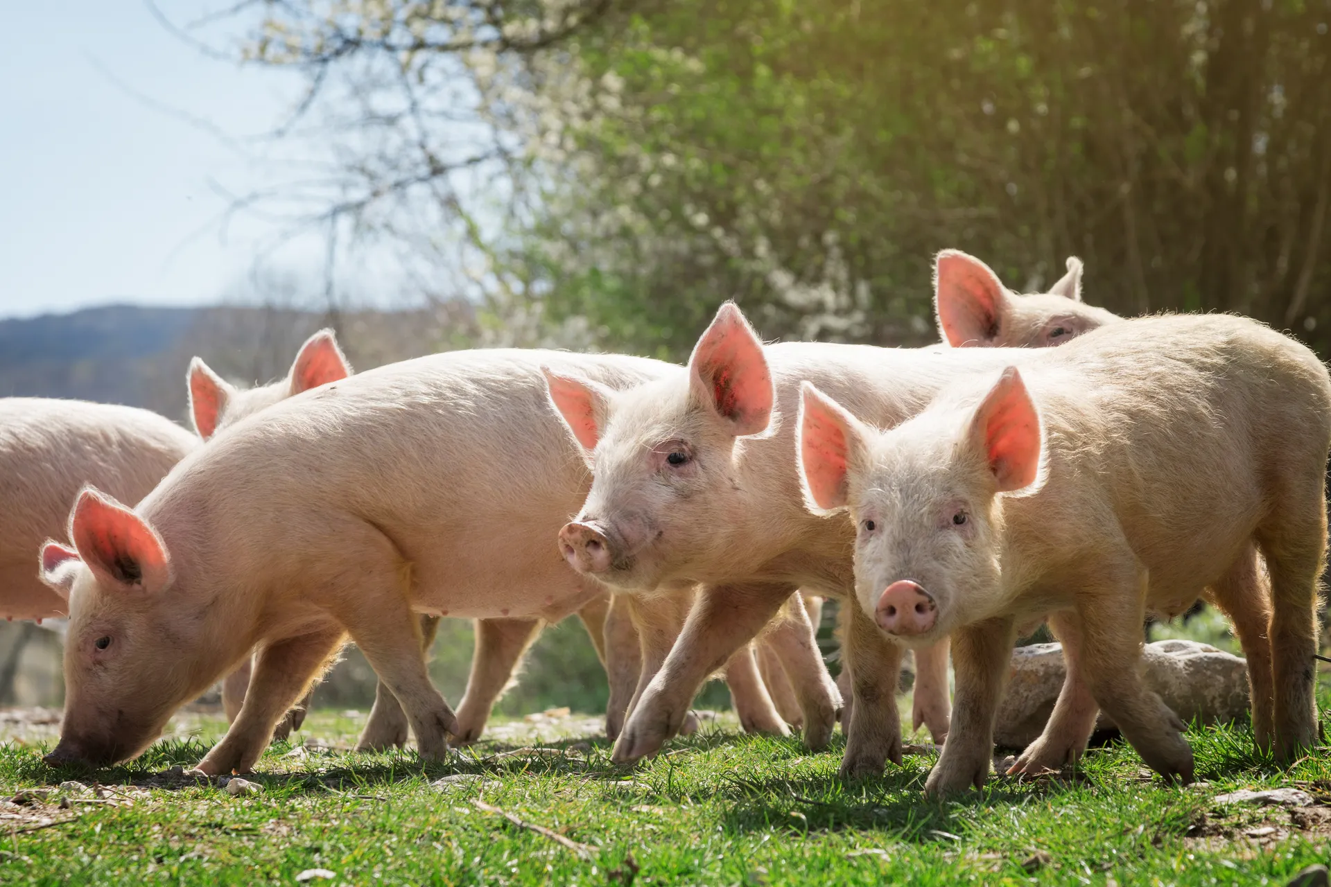 Schweine auf der Weide