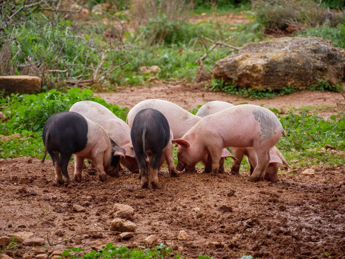 Tiere auf dem Hof